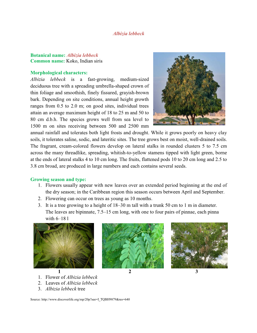 Koko, Indian Siris Morphological Characters: Albizia Lebbeck Is A - DocsLib