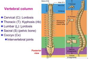 Bone Vertebrae