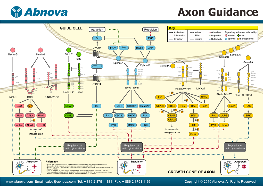 Axon Guidance. Nature Neuroscience 4,1169-76