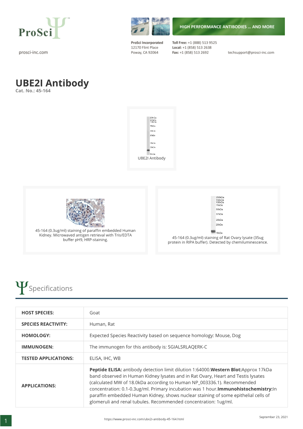 UBE2I Antibody Cat