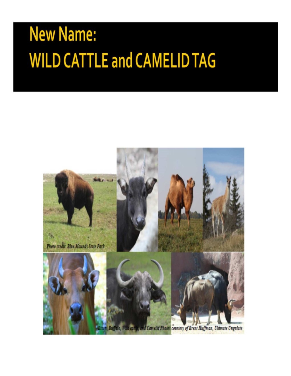 AZA Cattle TAG Midyear Updates 2015