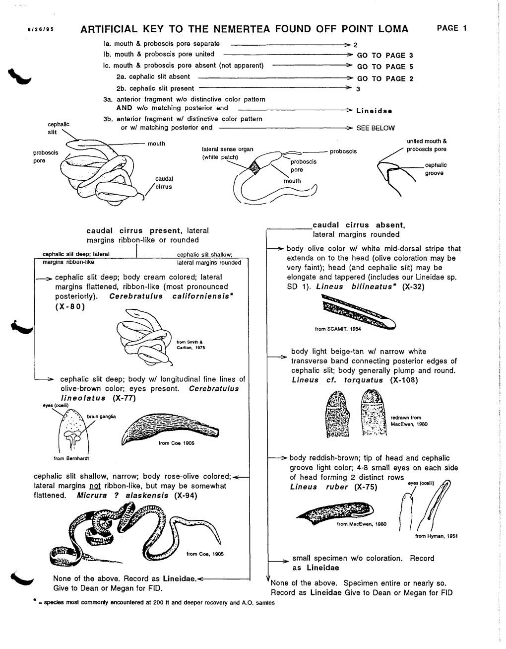 Artificial Key to the Nemertea Found Off Point Loma Page 1