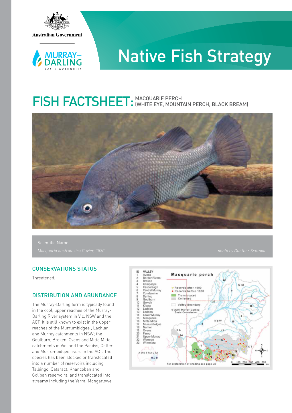 Macquarie Perch FISH FACTSHEET: (White Eye, Mountain Perch, Black Bream)