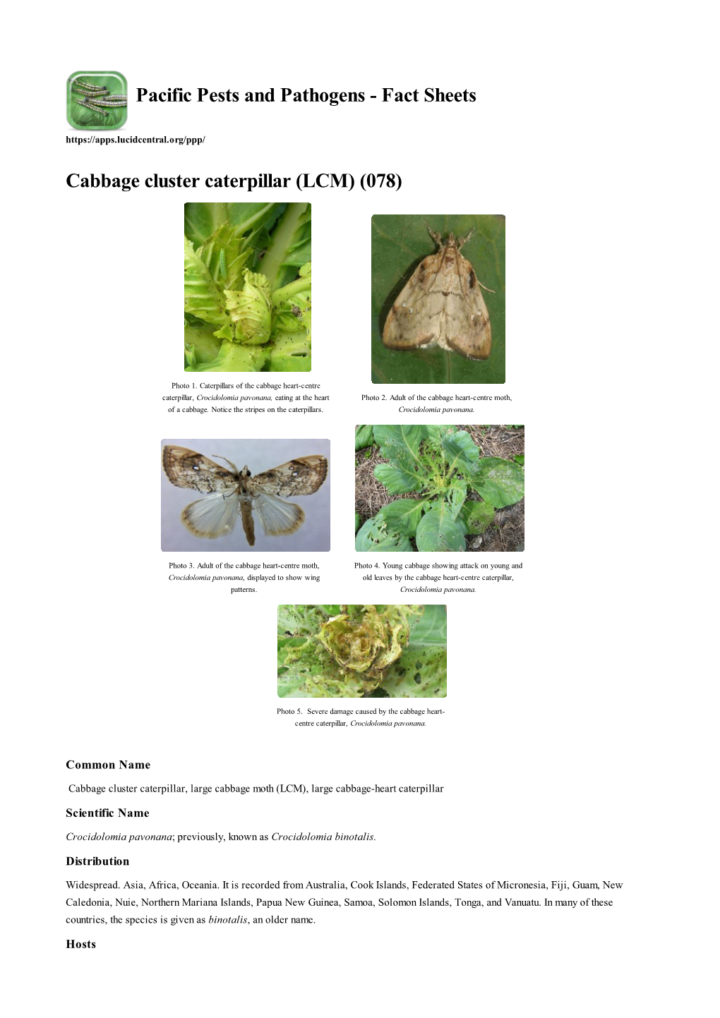 Cabbage Cluster Caterpillar (LCM) (078)