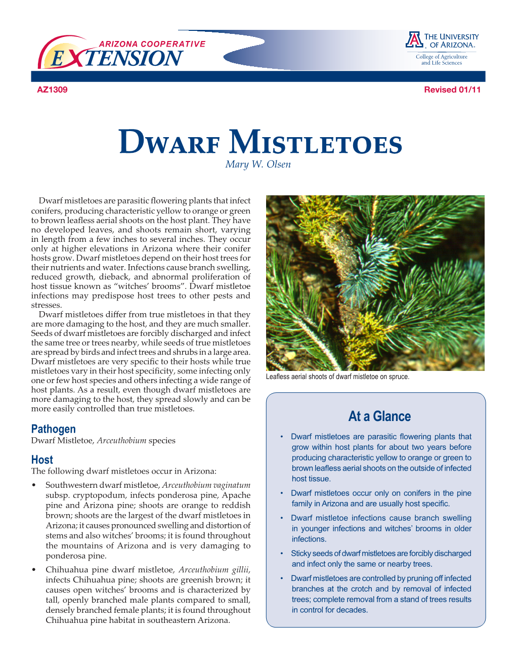 Dwarf Mistletoes Mary W
