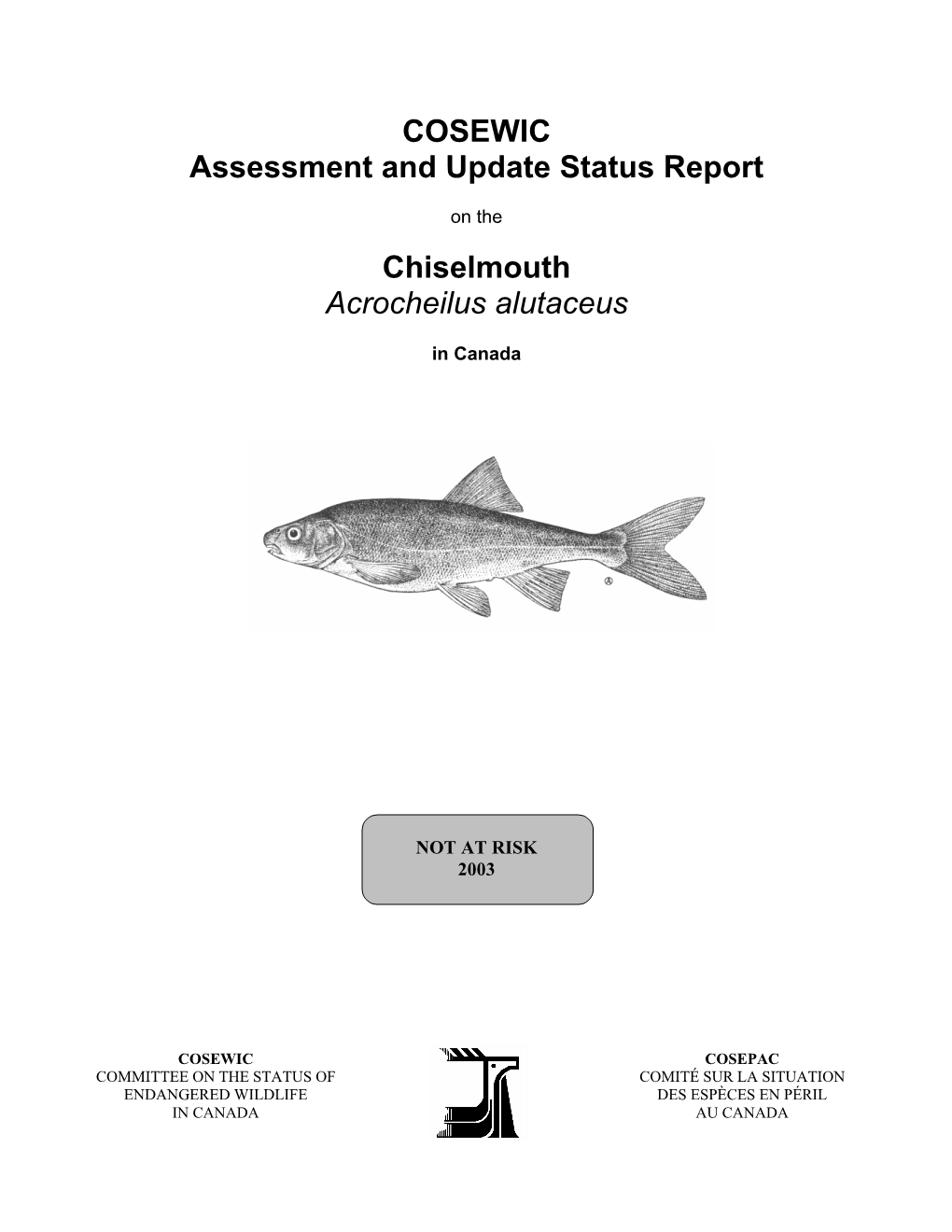 Chiselmouth (Acrocheilus Alutaceus)