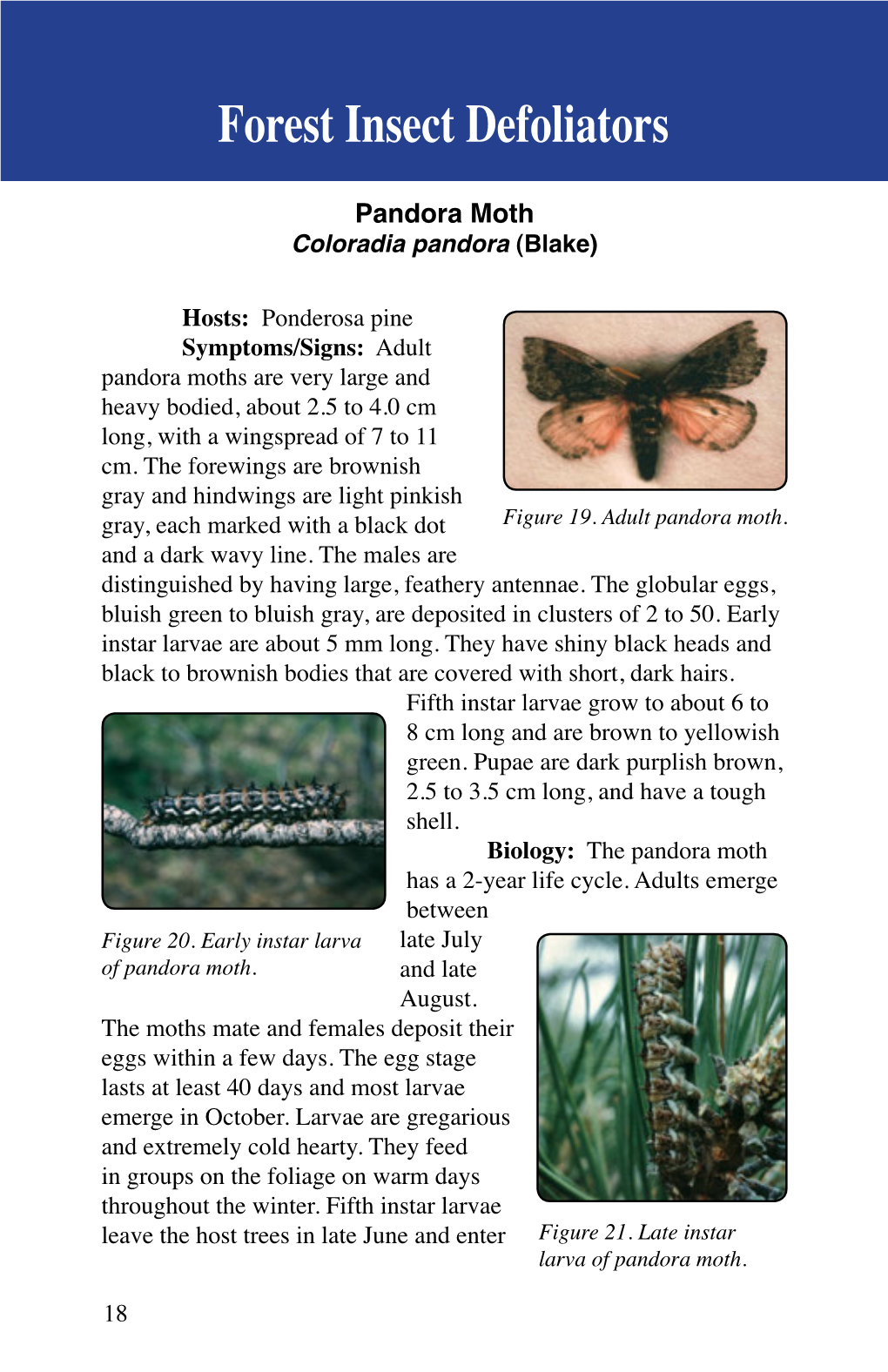 Field Guide to Insects and Diseases of Arizona and New Mexico Forests