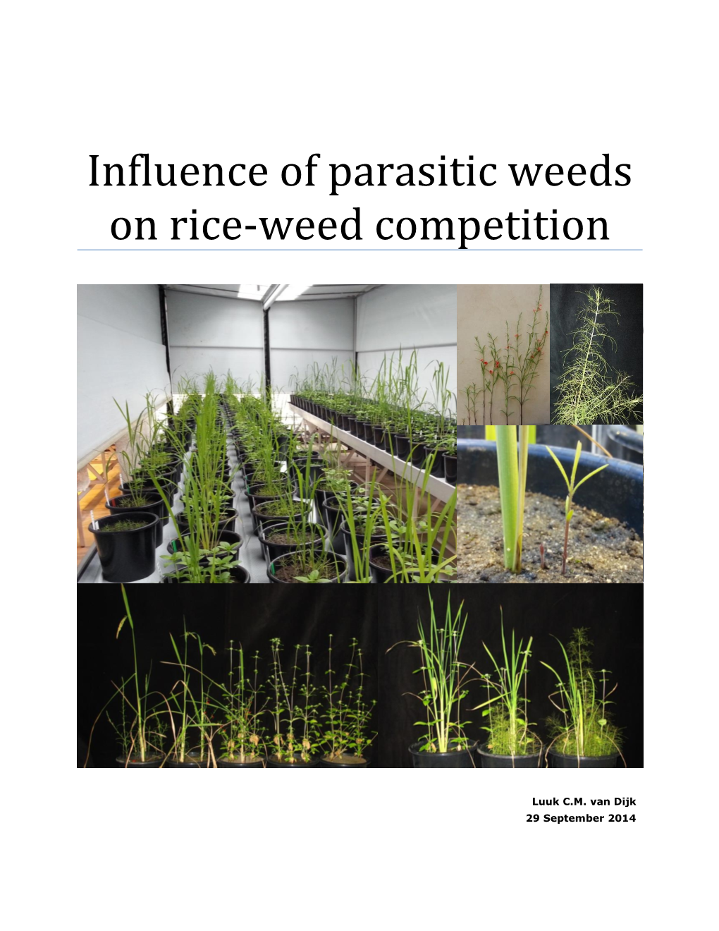 Influence of Parasitic Weeds on Rice-Weed Competition