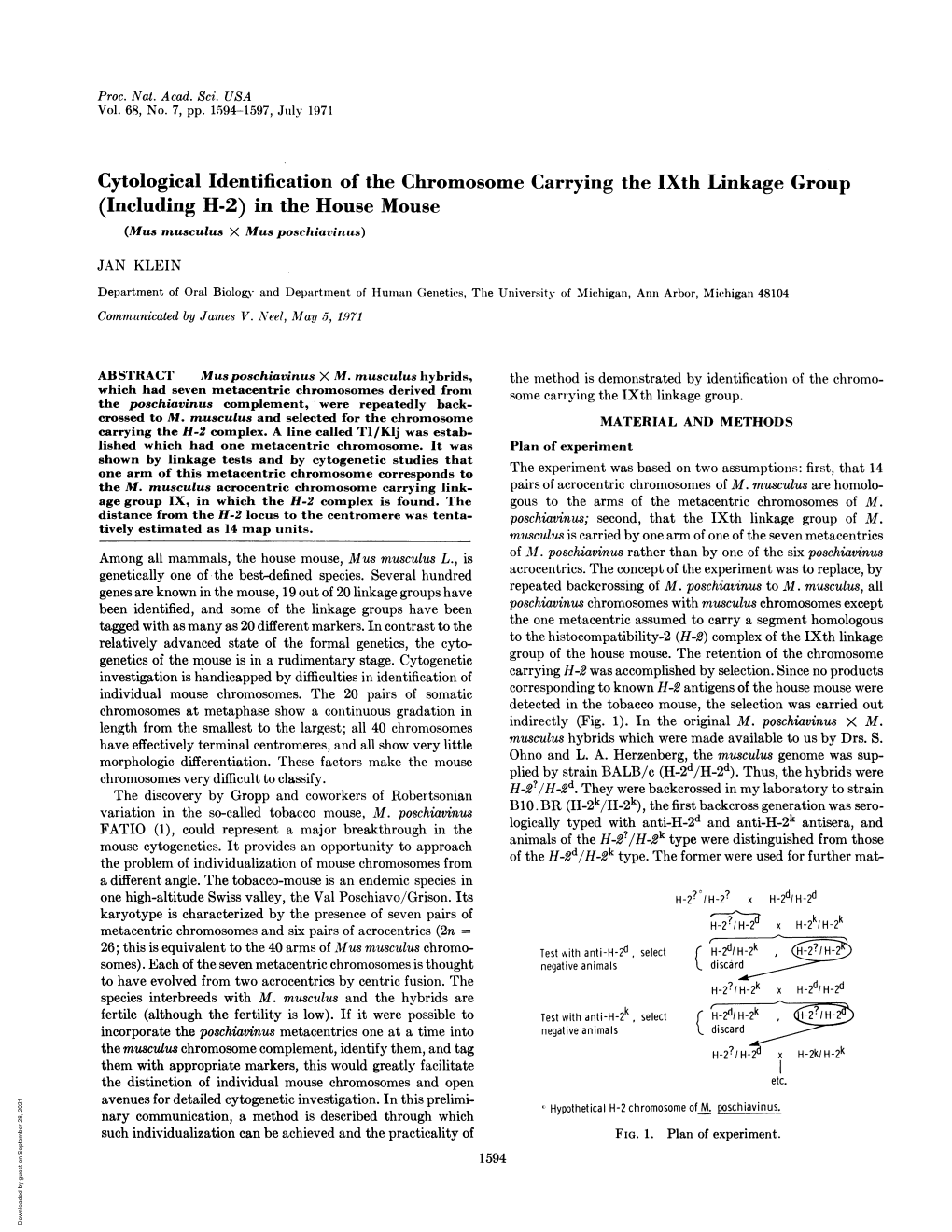 Cytological Identification of the Chromosome Carrying the Ixth Linkage Group (Including H-2) in the House Mouse (Mus Musculus X Mus Poschiavinus)