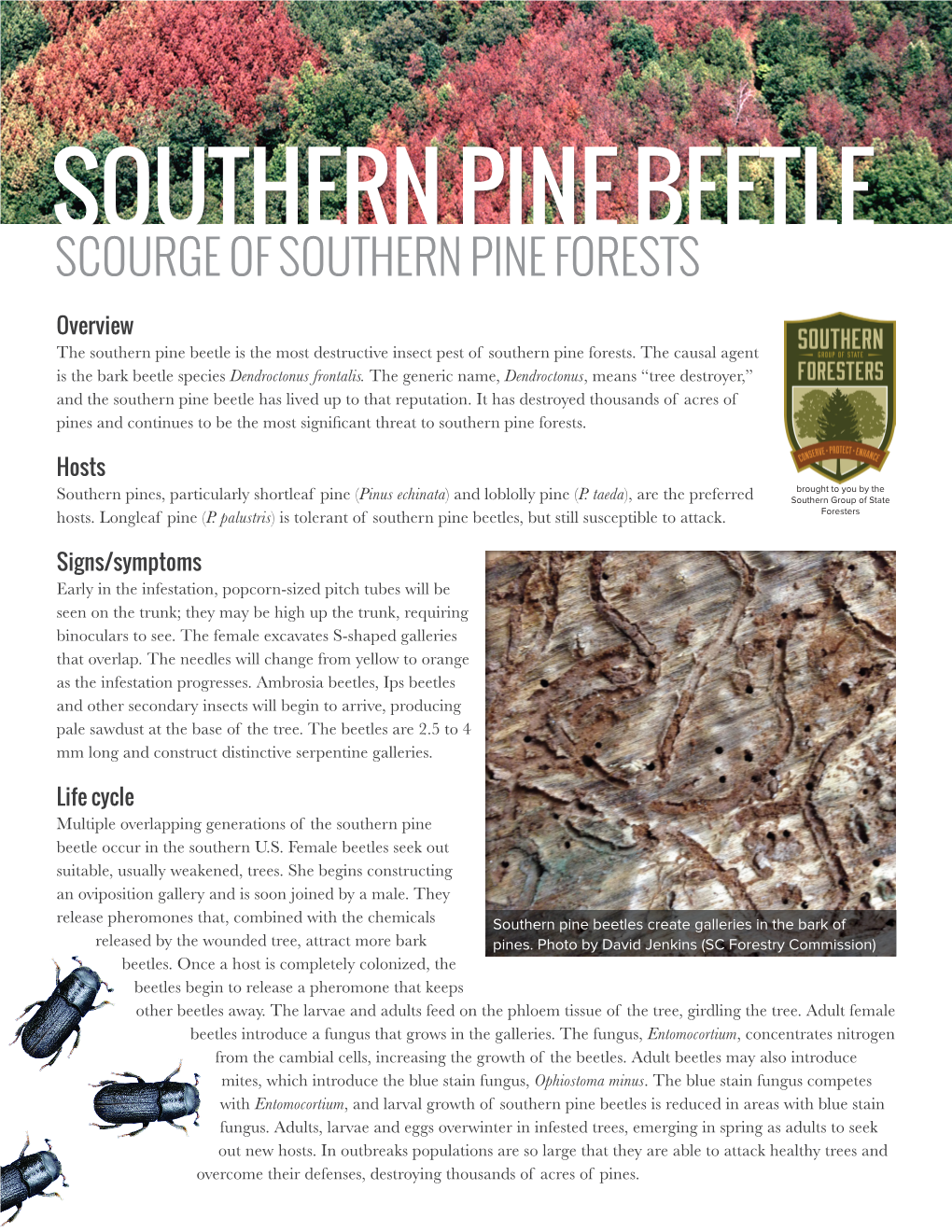 Southern Pine Beetle Scourge of Southern Pine Forests