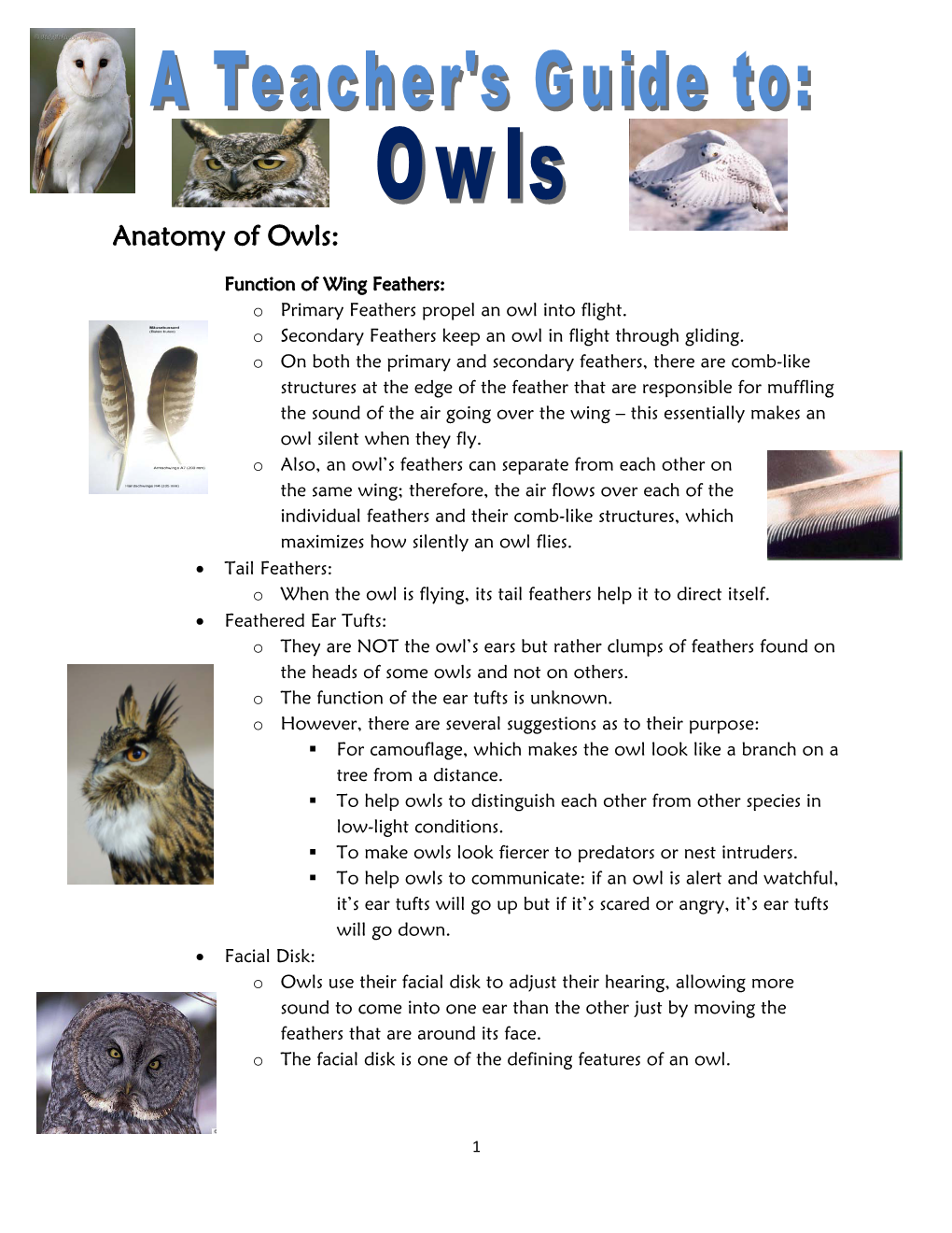 Anatomy of Owls