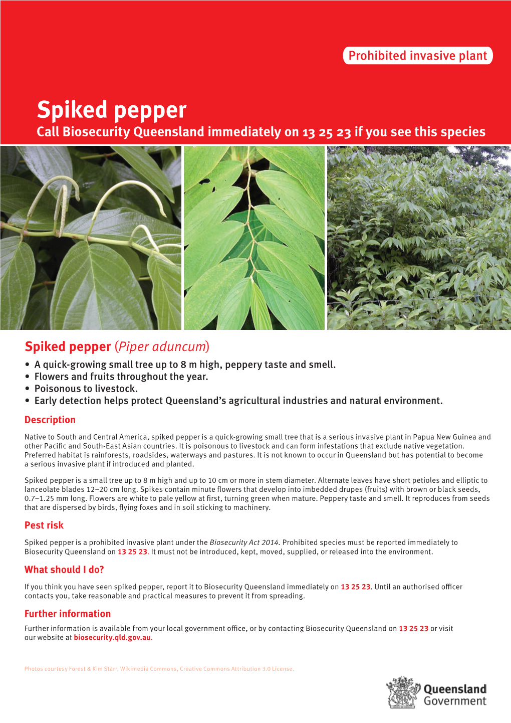 Spiked Pepper (Piper Aduncum) • a Quick-Growing Small Tree up to 8 M High, Peppery Taste and Smell