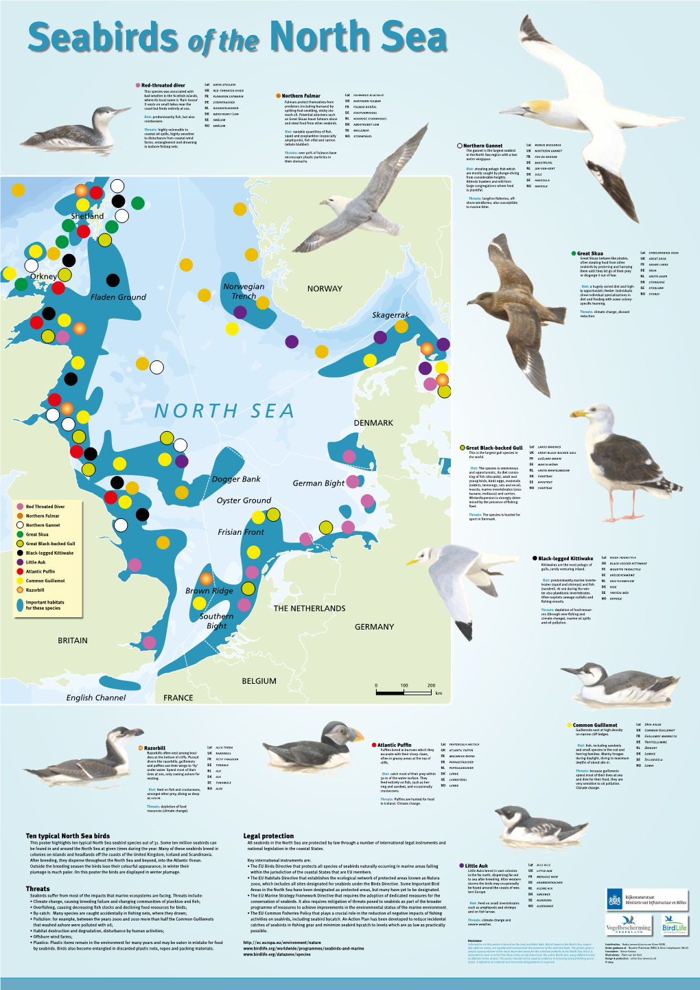 Seabirds of the North Sea