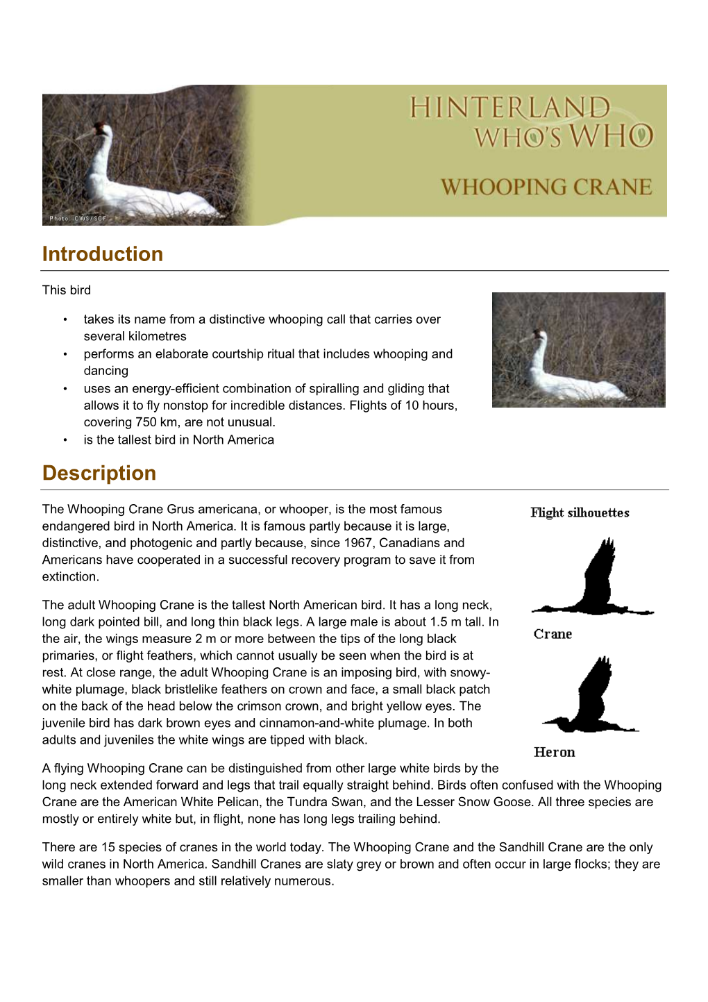 Whooping Crane EN