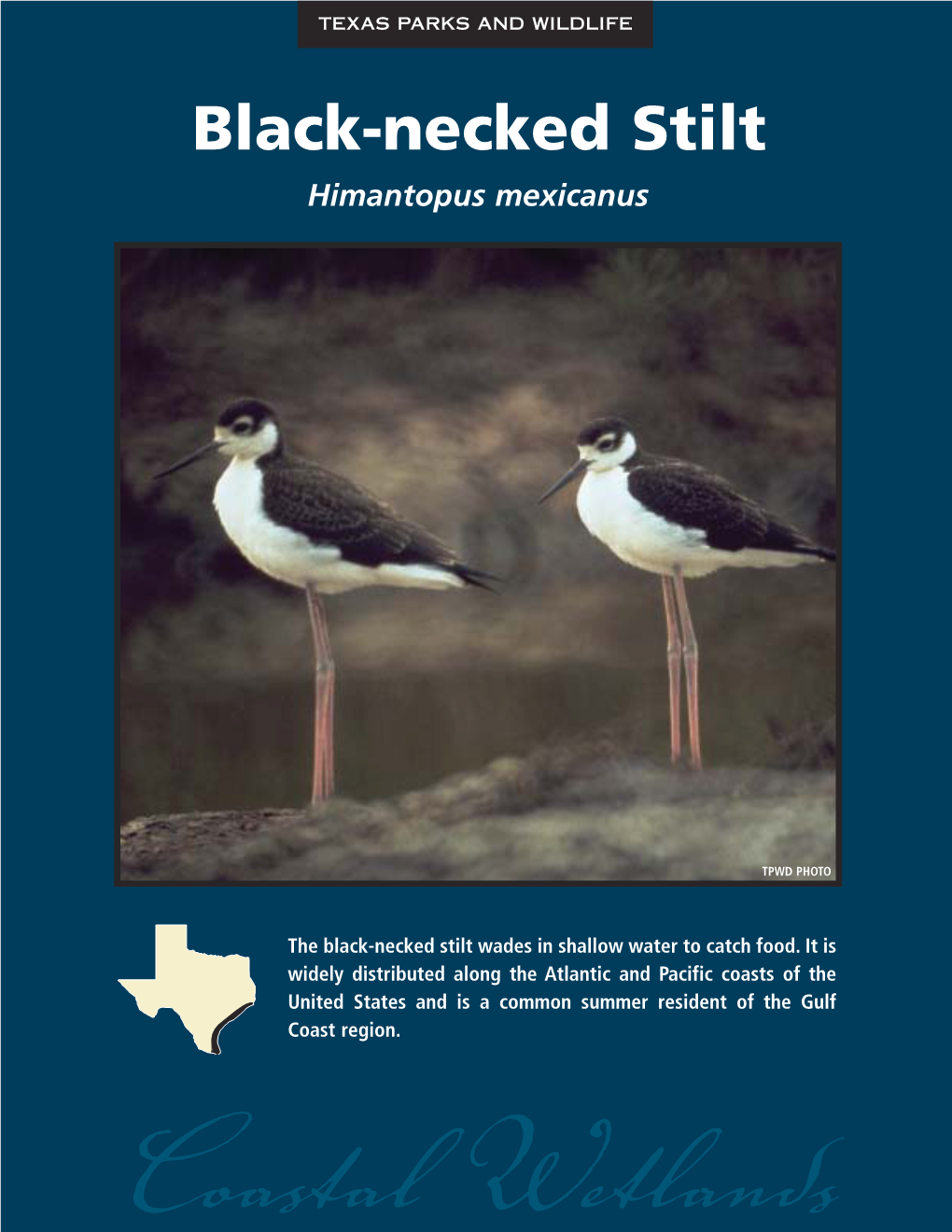 Black-Necked Stilt Himantopus Mexicanus