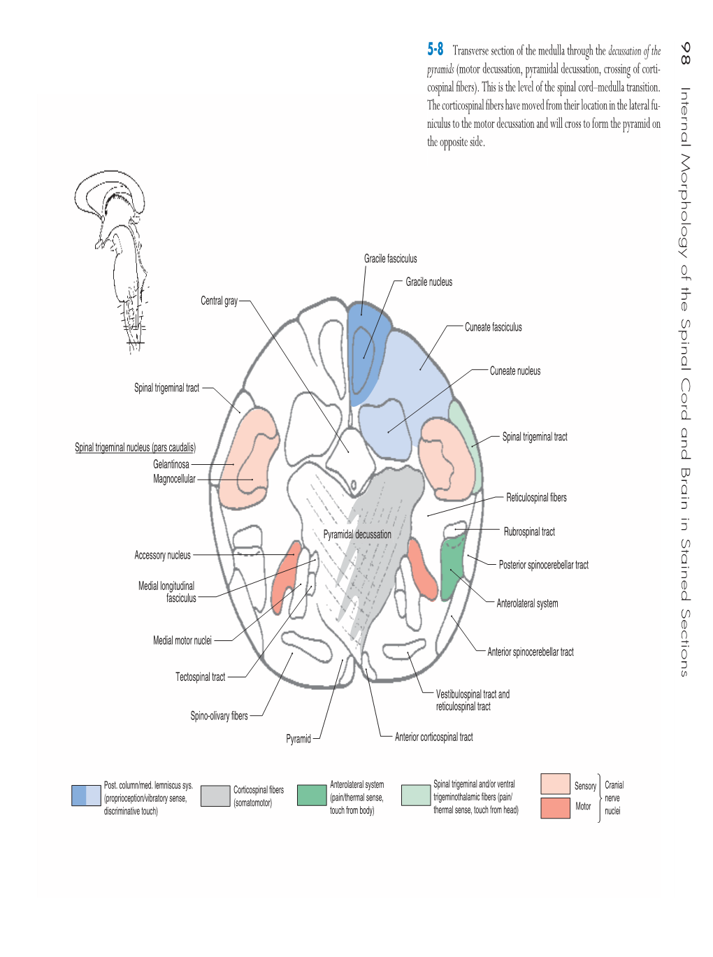 98 Internal Morphology of the Spinal Cord and Brain in Stained Sections