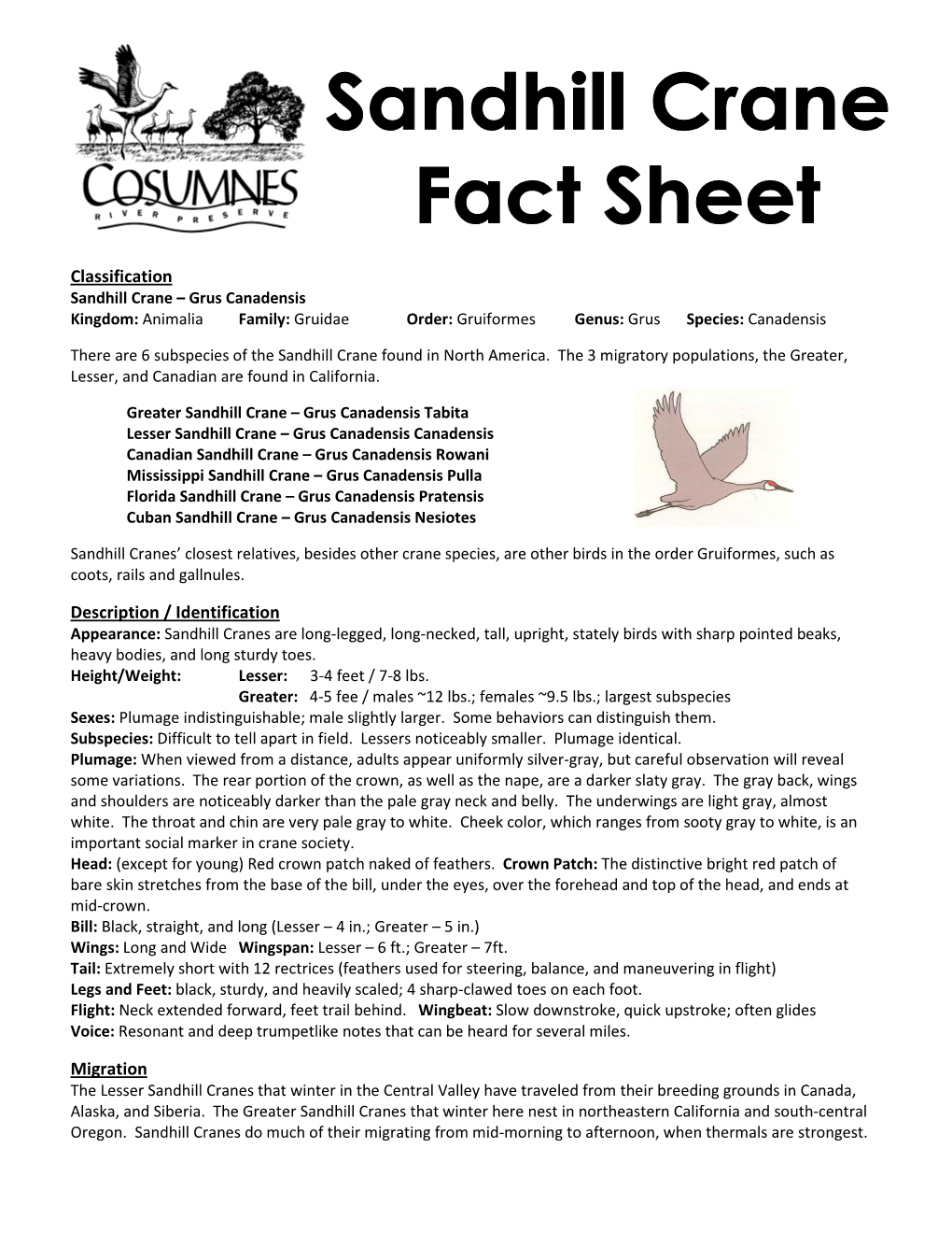 Sandhill Crane Fact Sheet