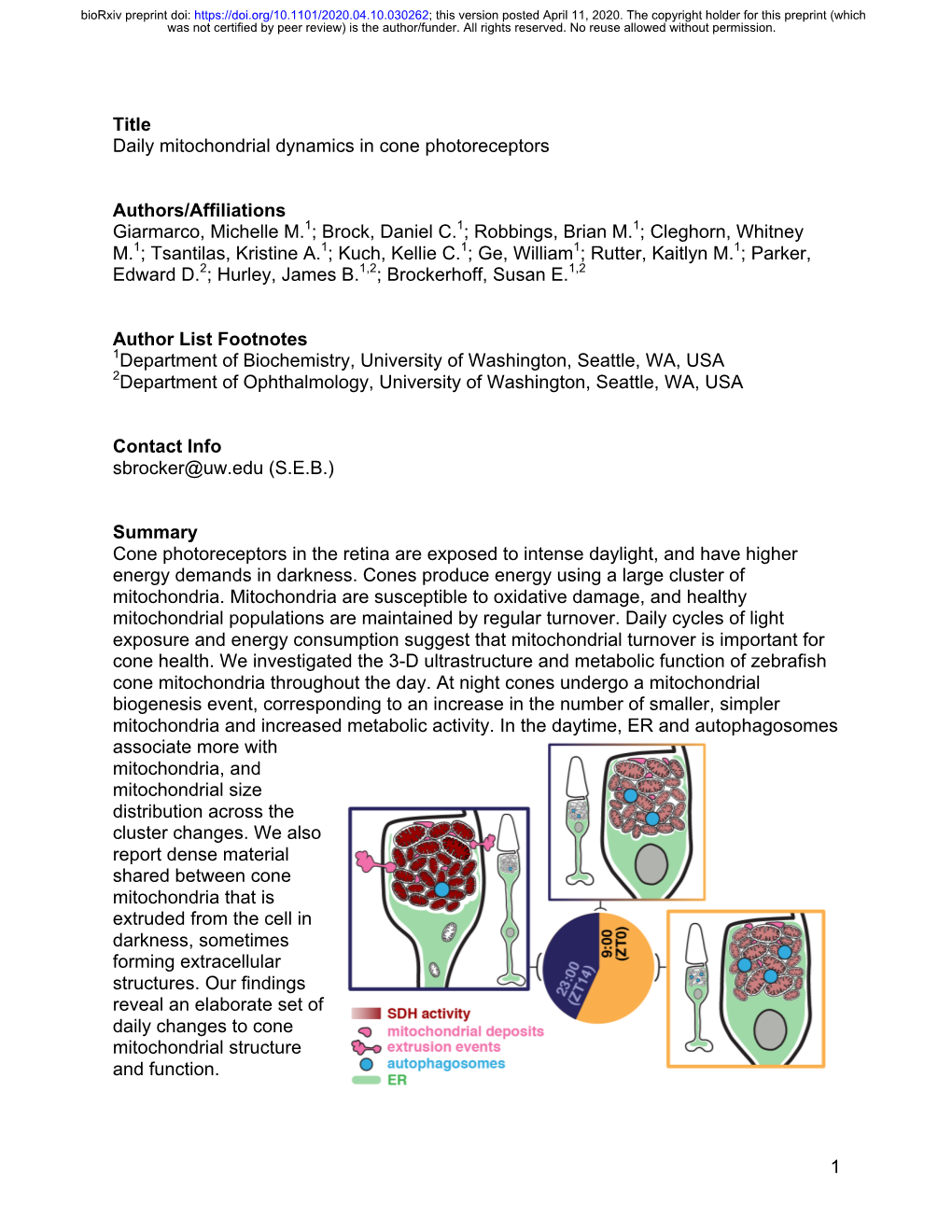 Daily Mitochondrial Dynamics in Cone Photoreceptors