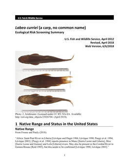 Labeo Curriei (A Carp, No Common Name) Ecological Risk Screening Summary