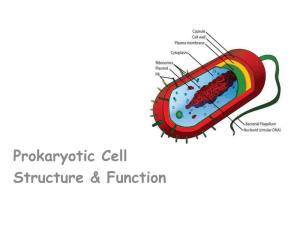 Prokaryotic Cell Structure & Function