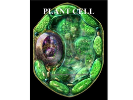 PLANT CELL Structure of Plant Cell