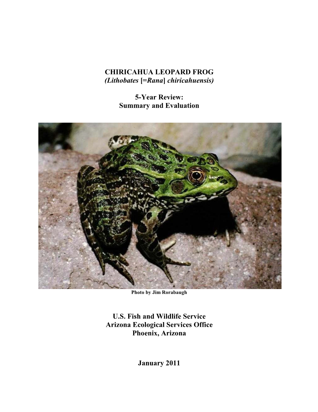 CHIRICAHUA LEOPARD FROG (Lithobates [=Rana] Chiricahuensis)