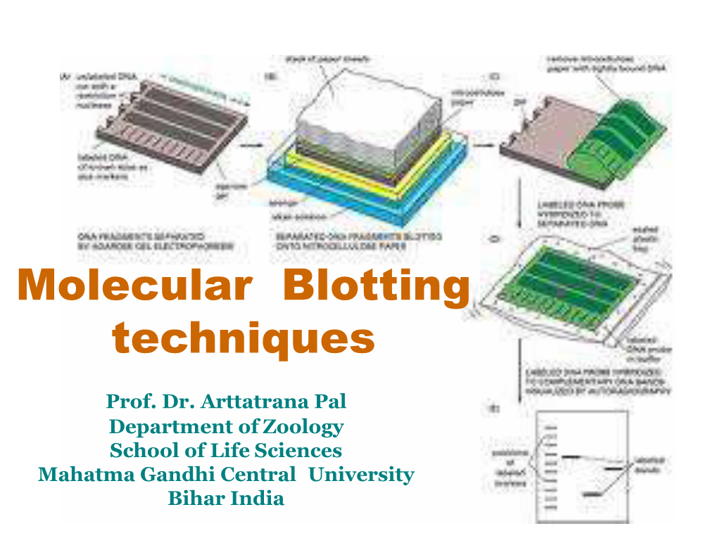 Molecular Blotting Techniques