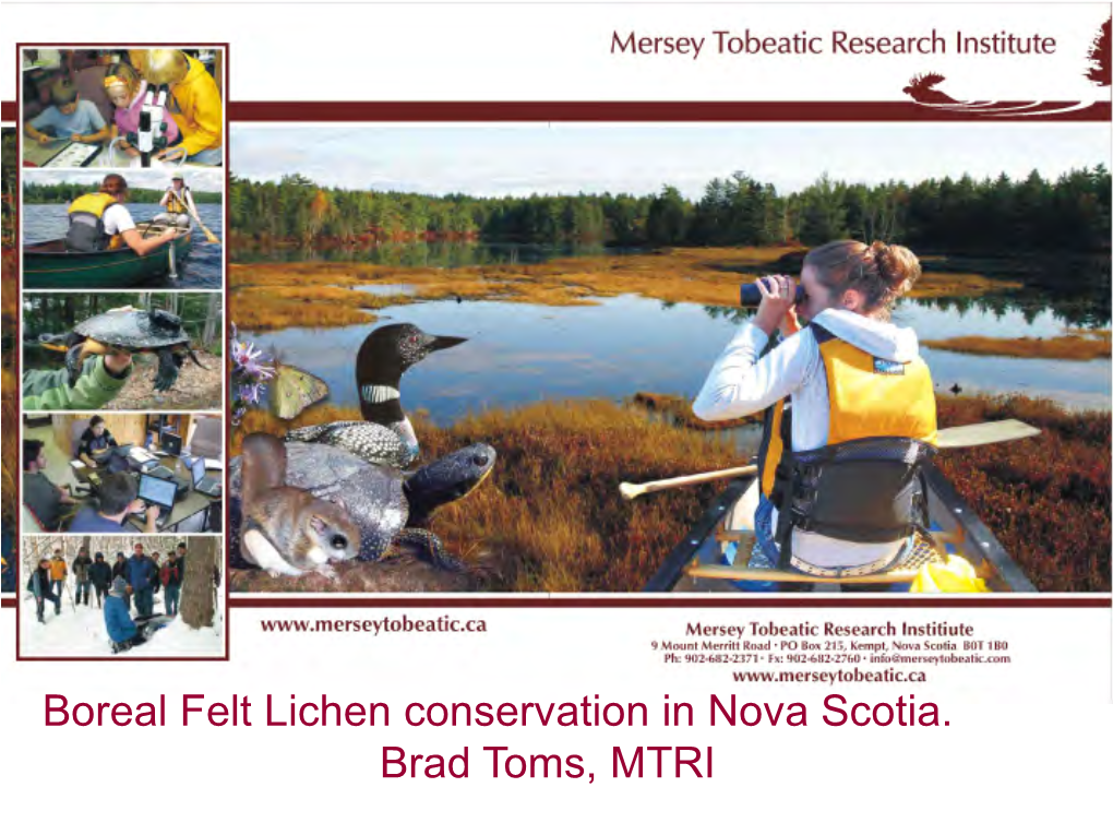 Boreal Felt Lichen Conservation in Nova Scotia. Brad Toms, MTRI What’S a Lichen???