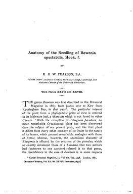 Anatomy of the Seedling of Bowenia Spectabilis, Hook. F