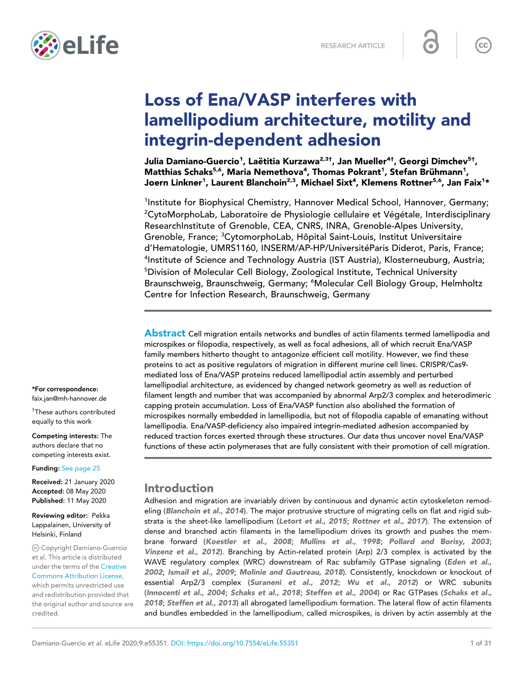 Loss of Ena/VASP Interferes with Lamellipodium Architecture