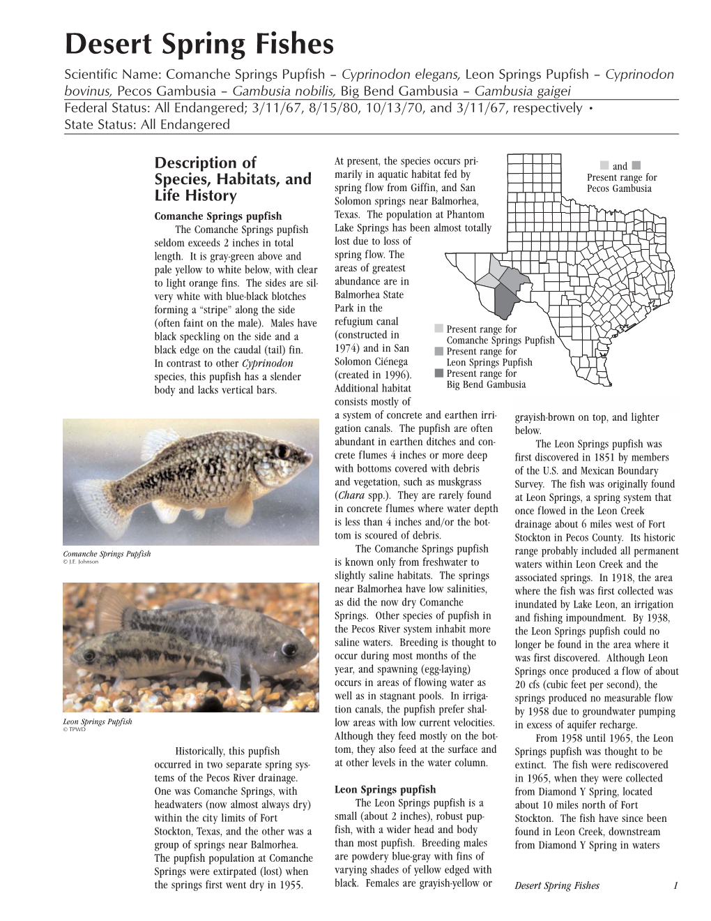 Desert Spring Fishes: Comanche Springs Pupfish, Leon Springs Pupfish, Pecos Gambusia, Big Bend Gambusia