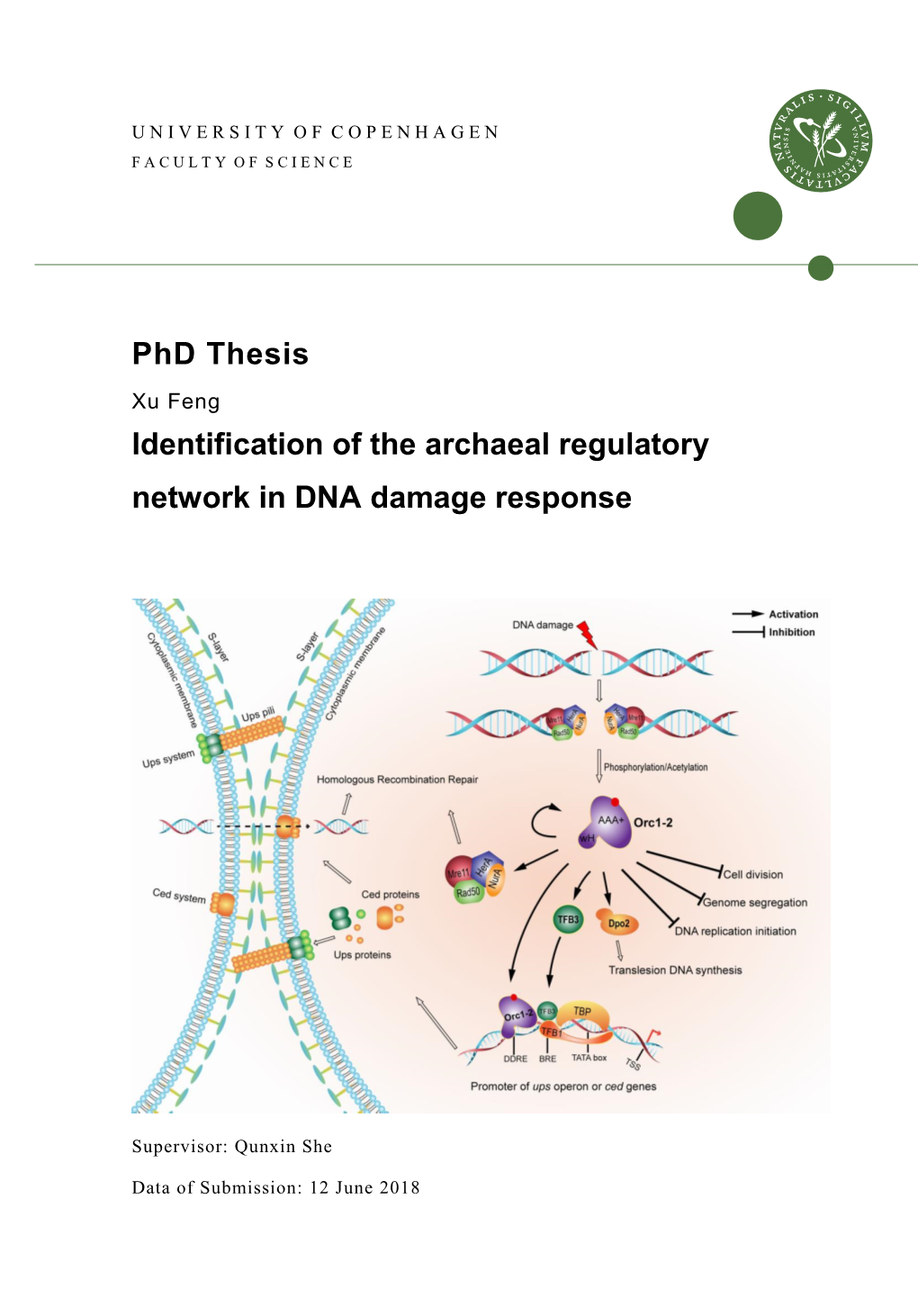 Phd Thesis Identification of the Archaeal Regulatory Network in DNA Damage Response
