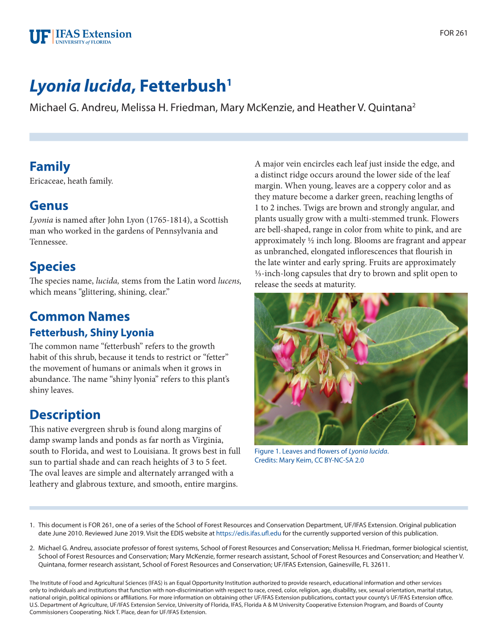 Lyonia Lucida, Fetterbush1 Michael G