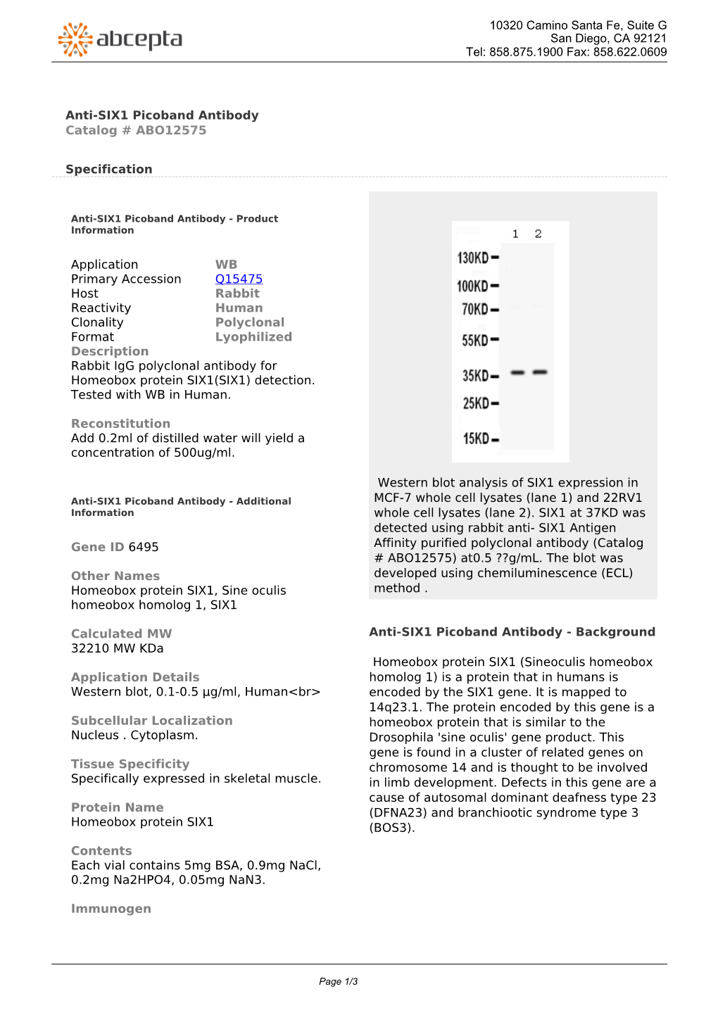 Anti-SIX1 Picoband Antibody Catalog # ABO12575