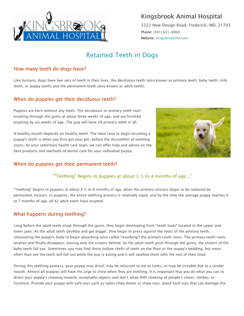 Retained Teeth in Dogs