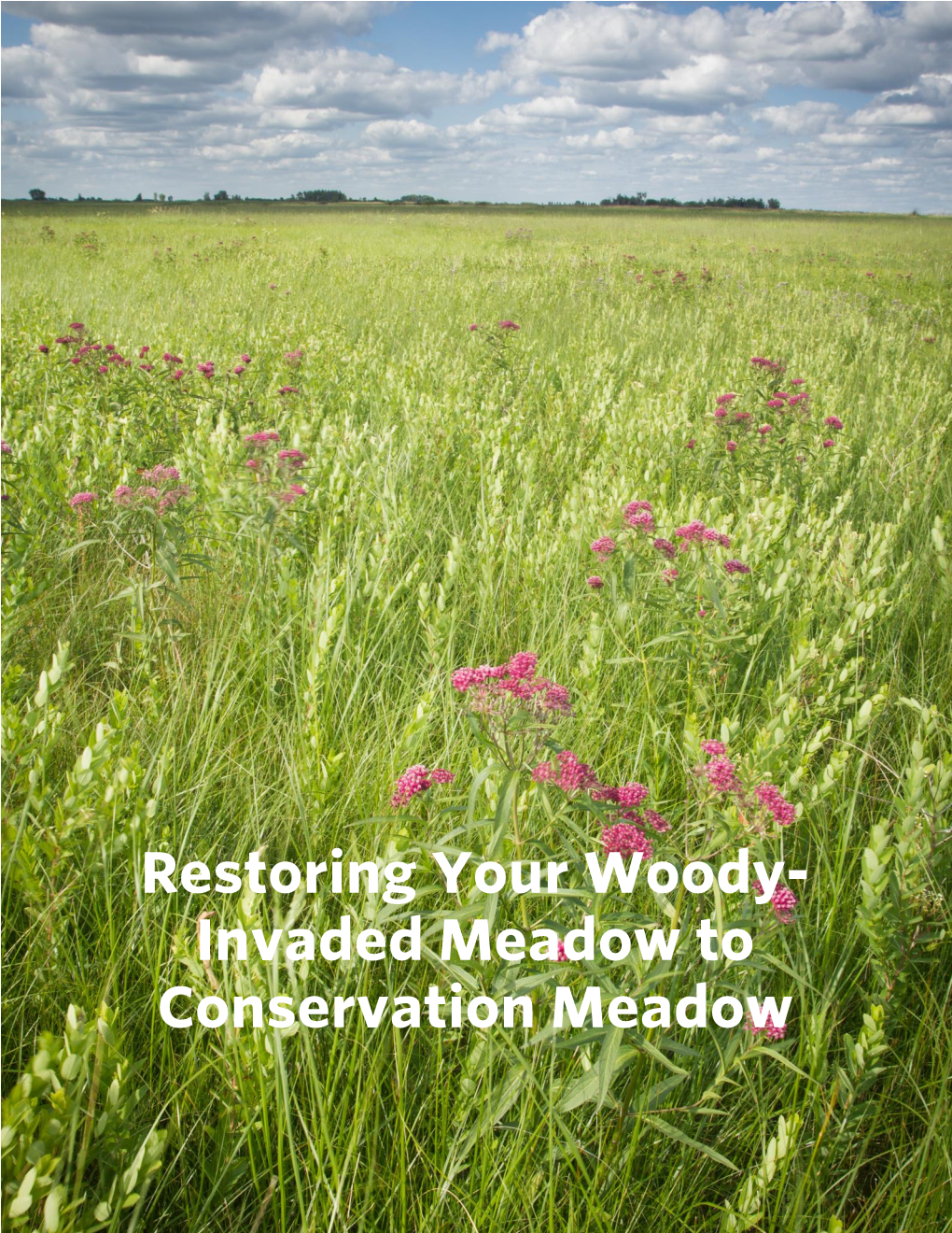 Woody-Invaded Meadow to Conservation Meadow