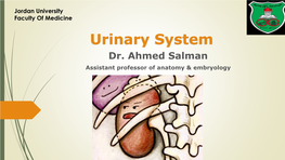 Urinary System Dr