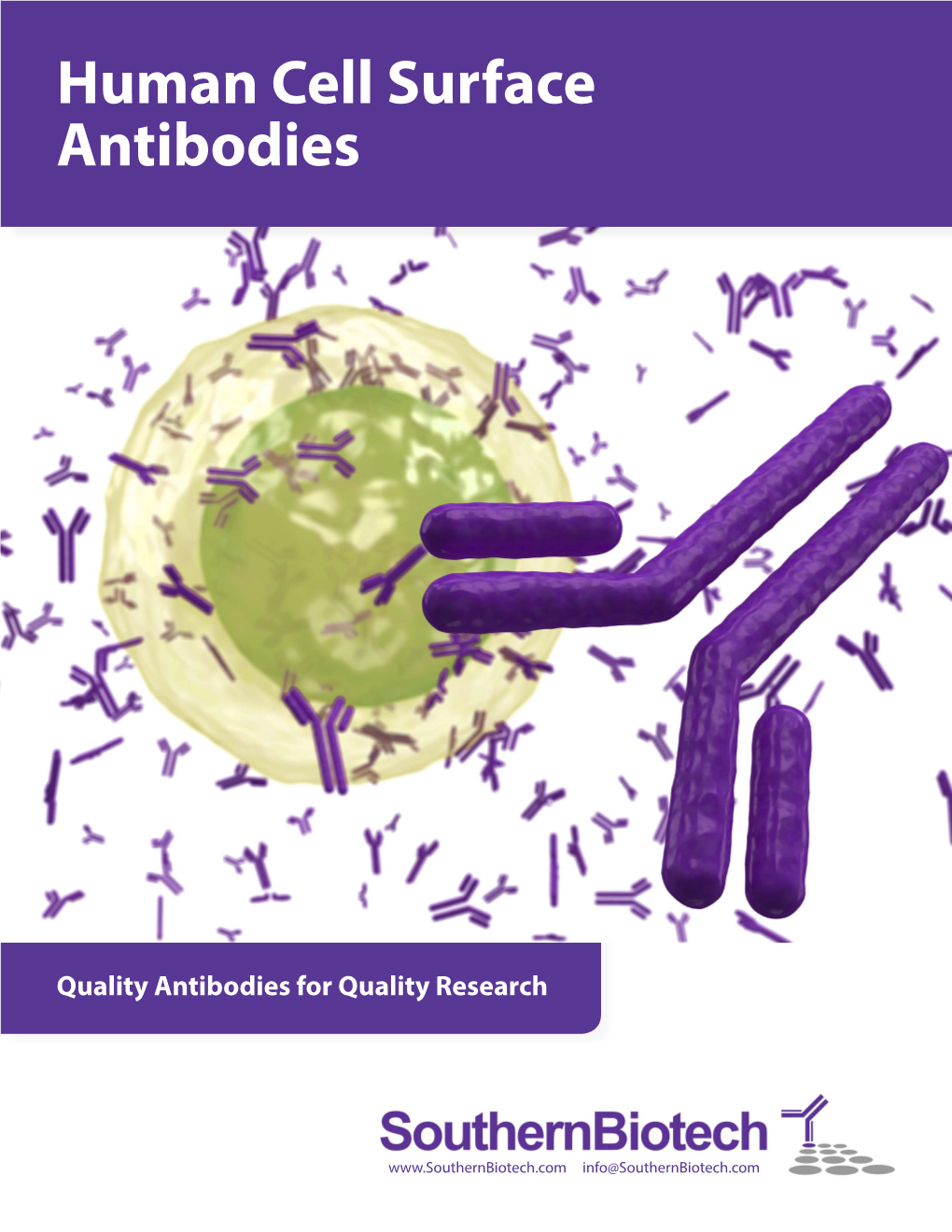 Human Cell Surface Antibodies