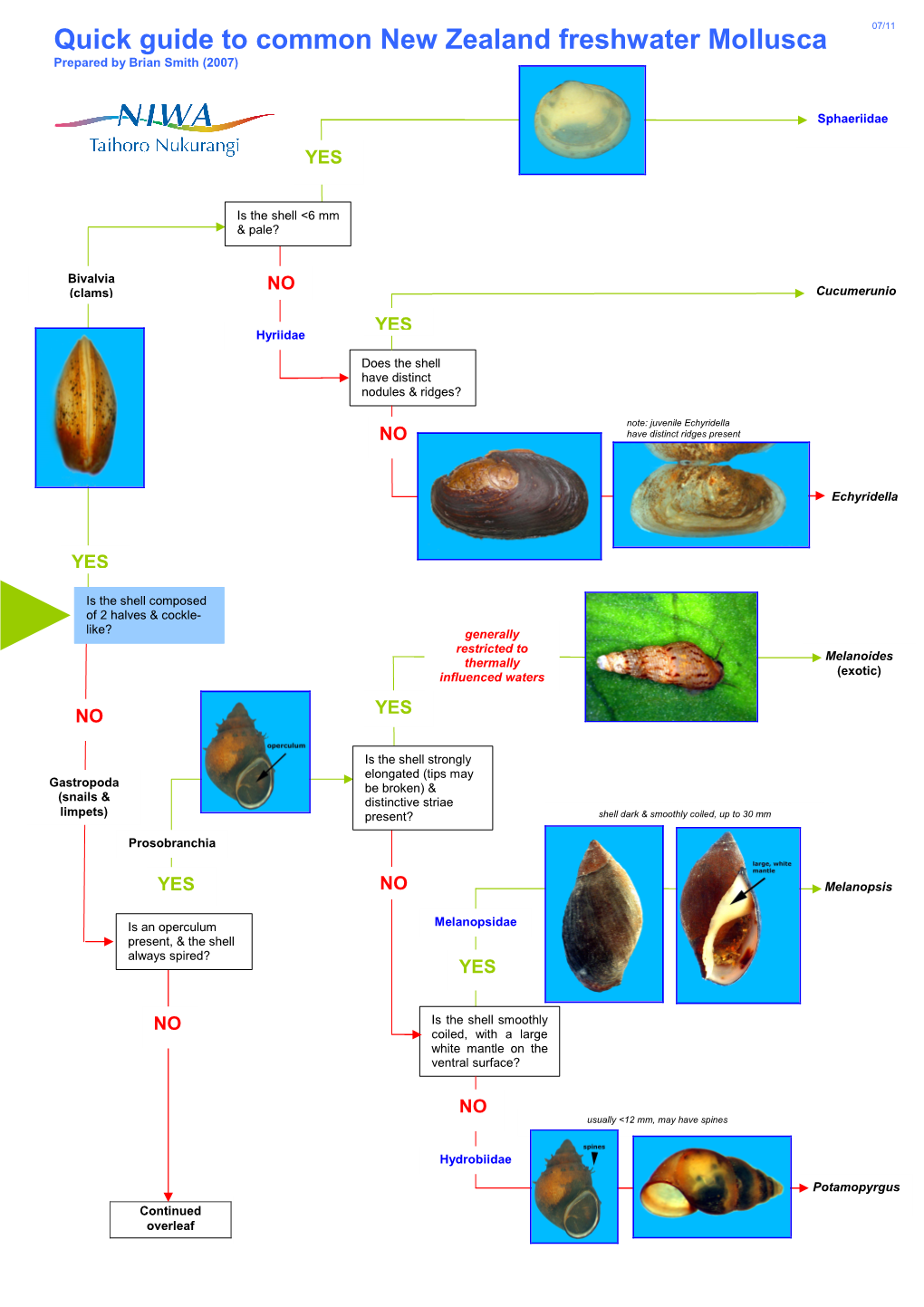 Mollusca (Snails and Clams)