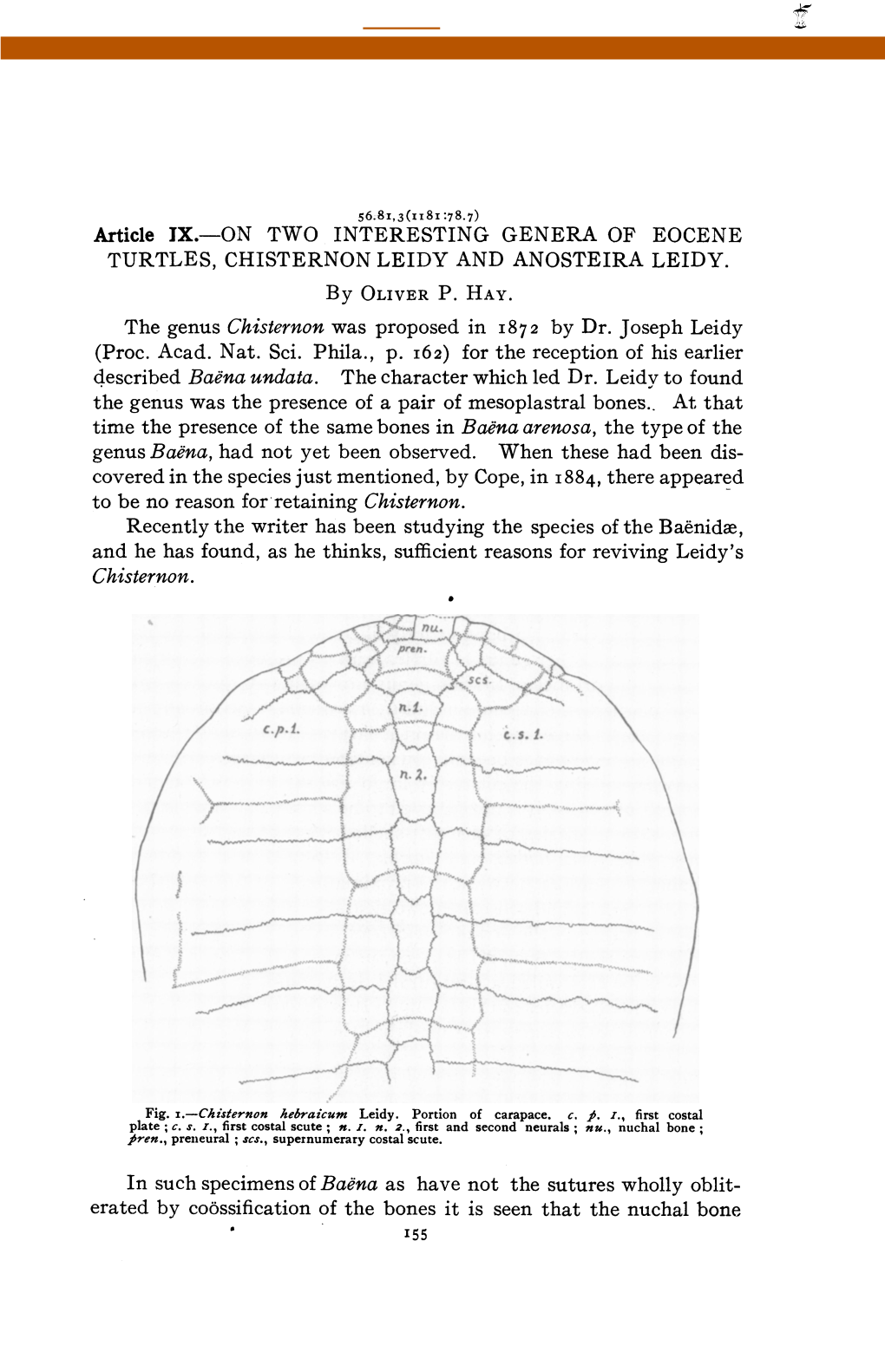 The Genus Was the Presence of a Pair of Mesoplastral Bones.. at That And