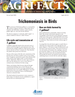 Trichomoniasis in Birds