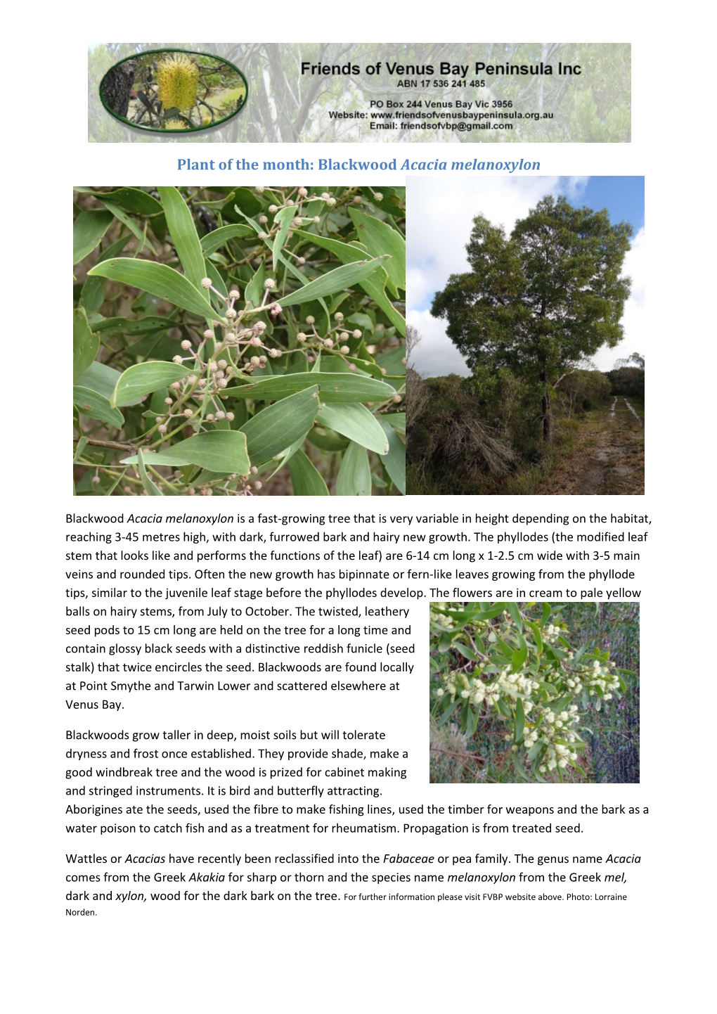 Blackwood Acacia Melanoxylon