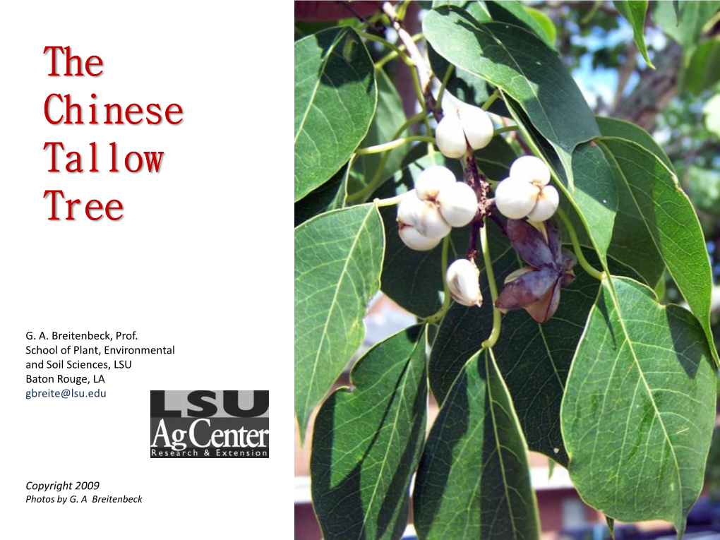 The Chinese Tallow Tree