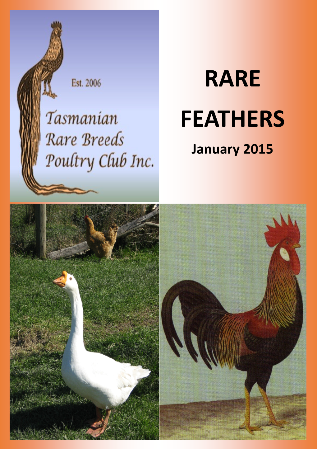 RARE FEATHERS January 2015