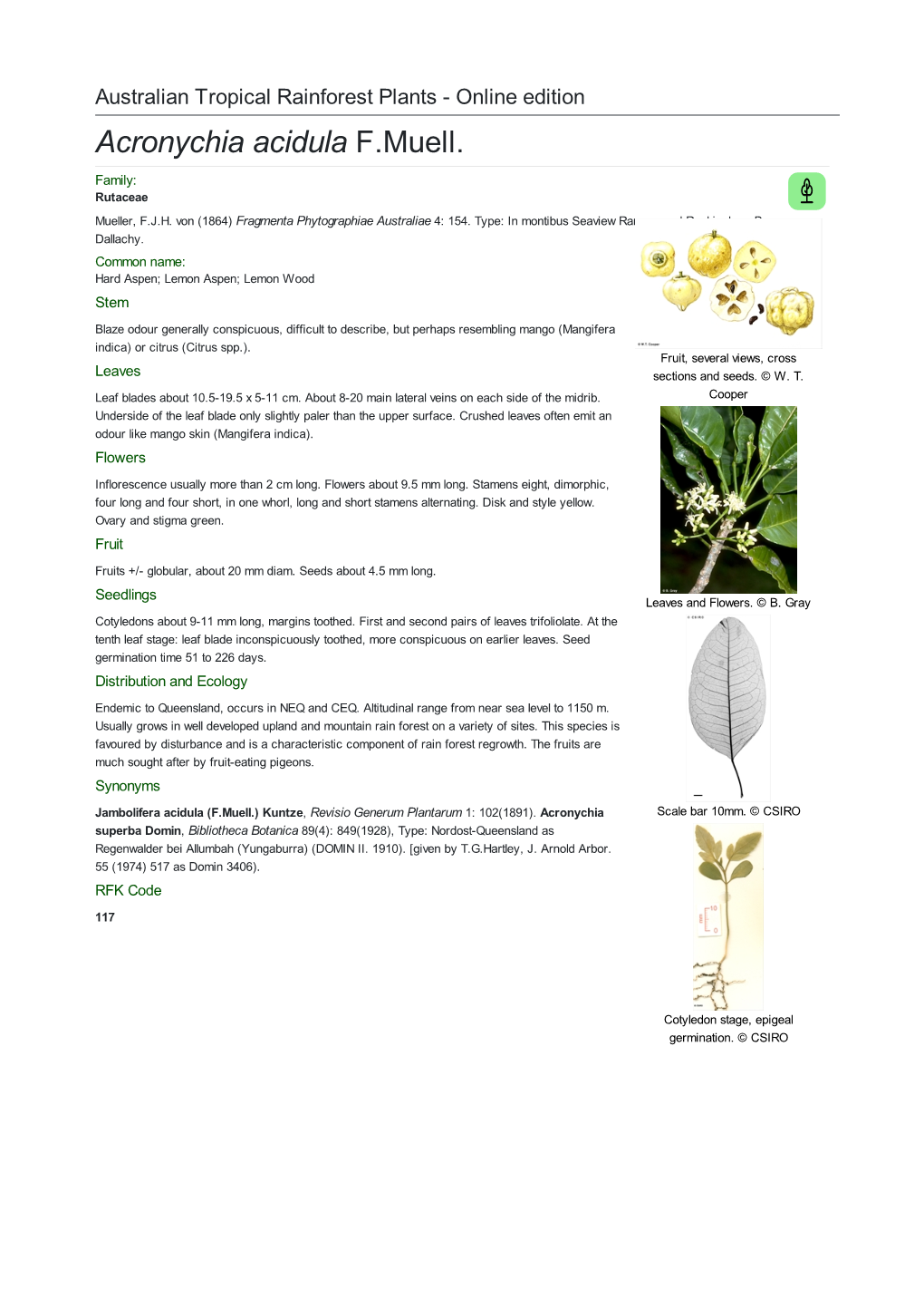 Acronychia Acidula F.Muell