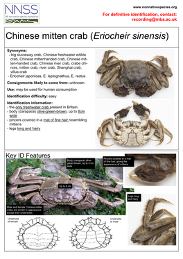 Chinese Mitten Crab (Eriocheir Sinensis)