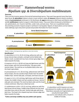 Hammerhead Worms Bipalium Spp. & Diversibipalium Multilineatum
