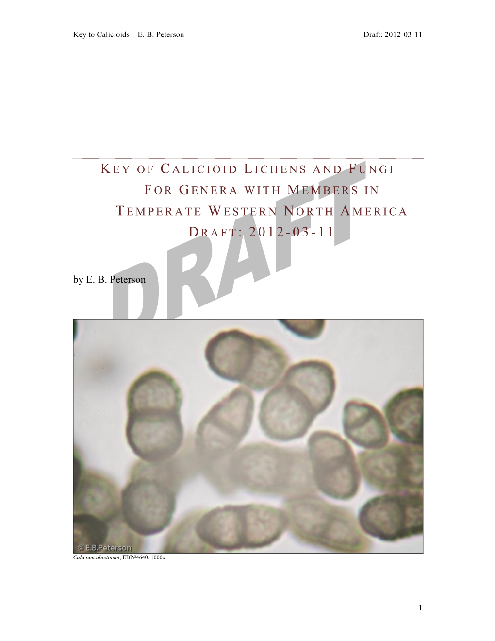 Key to Calicioids – E