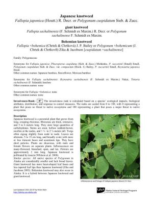 Japanese Knotweed Fallopia Japonica (Houtt.) R
