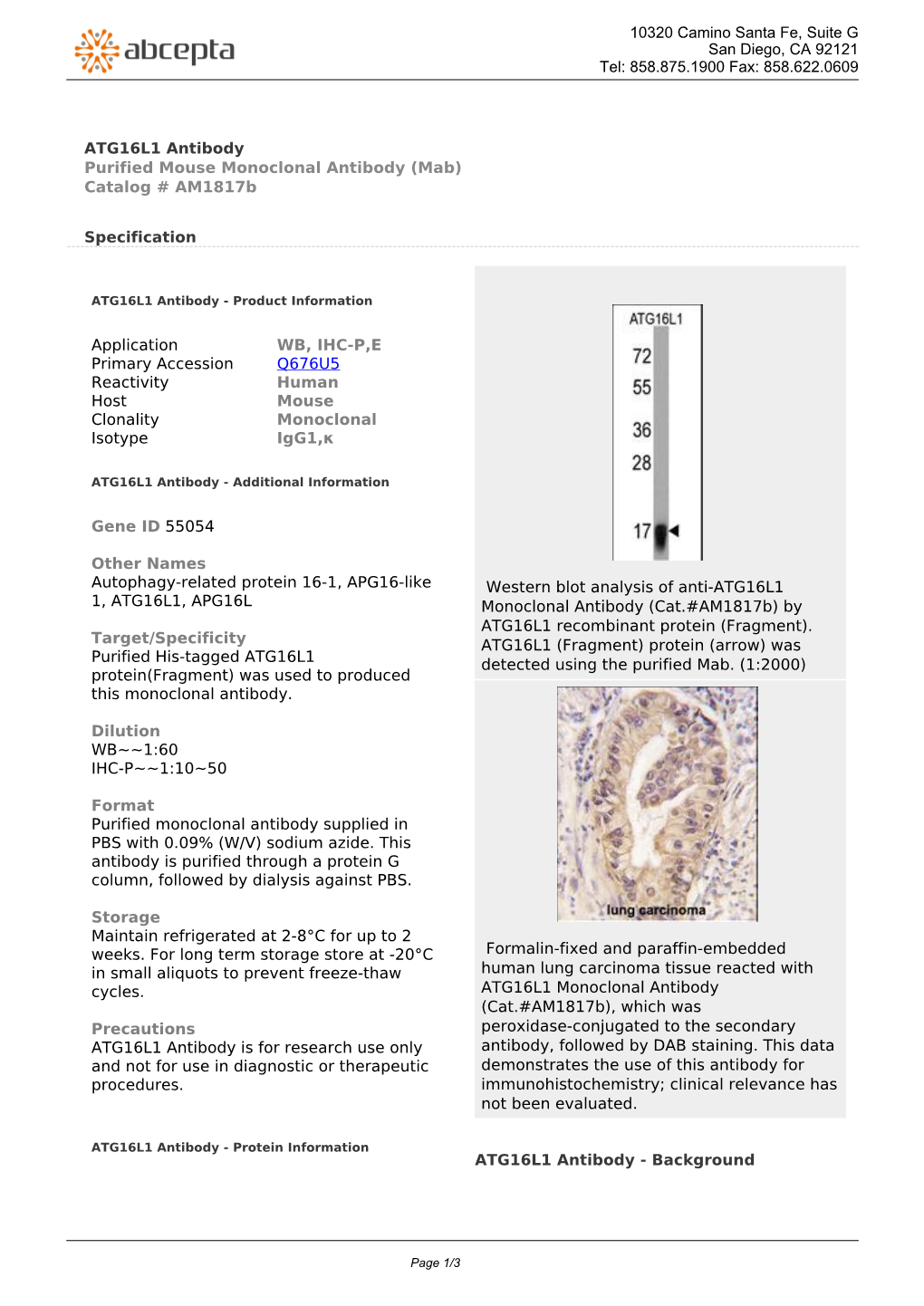ATG16L1 Antibody Purified Mouse Monoclonal Antibody (Mab) Catalog # Am1817b